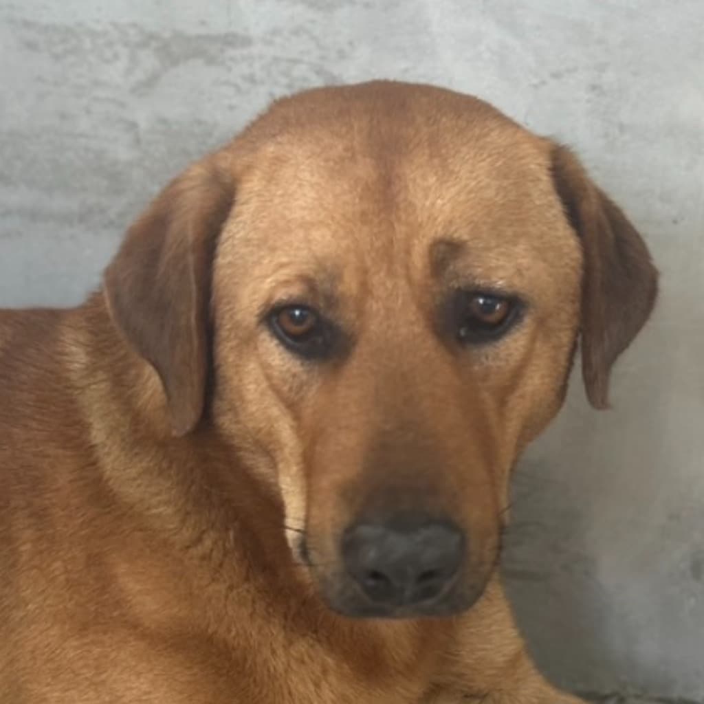 PAAAG1130229021