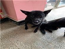 CAAAG1090908002